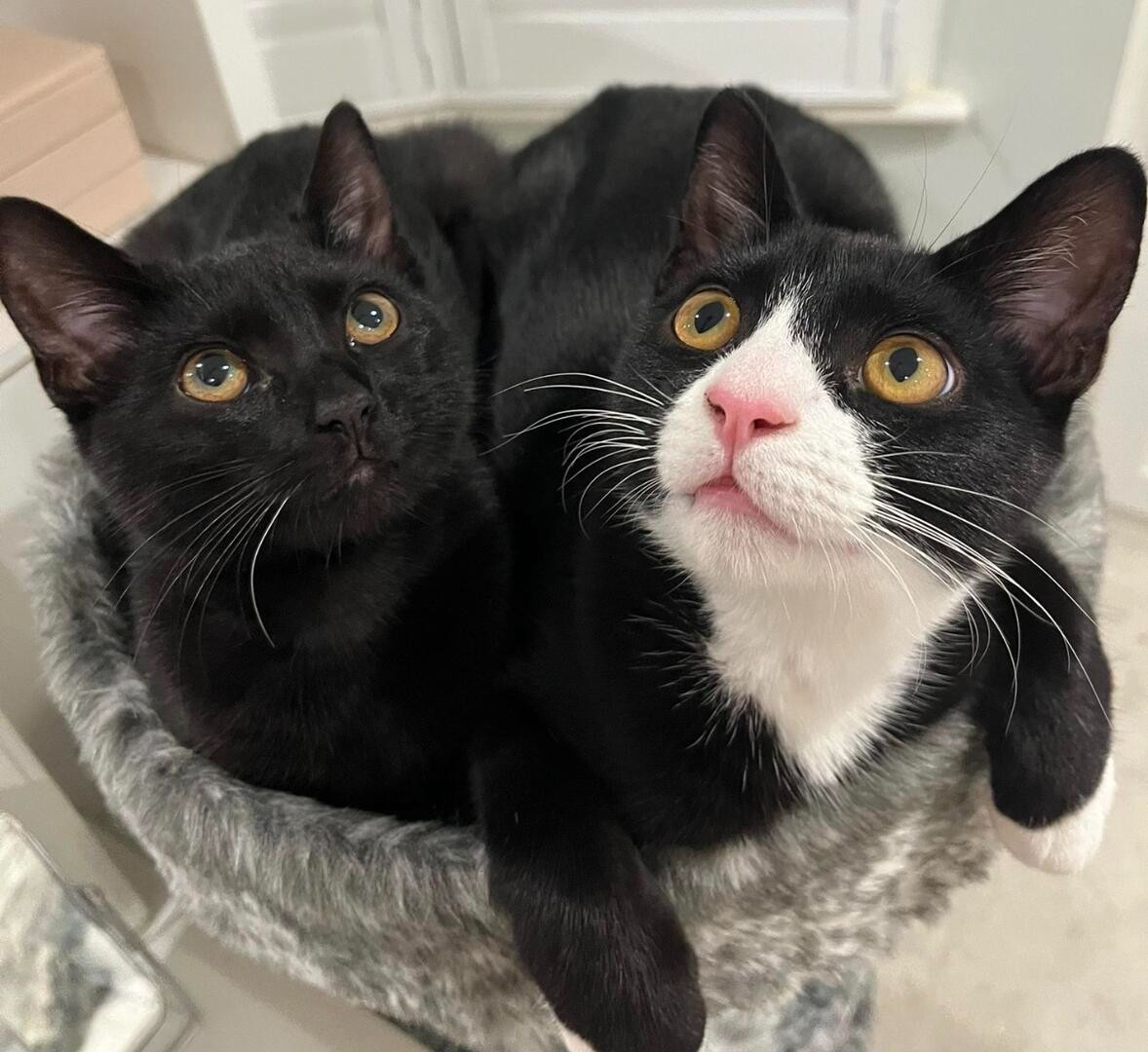 Fred and Eb