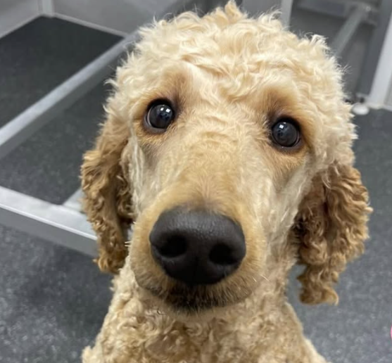 Goldendoodle