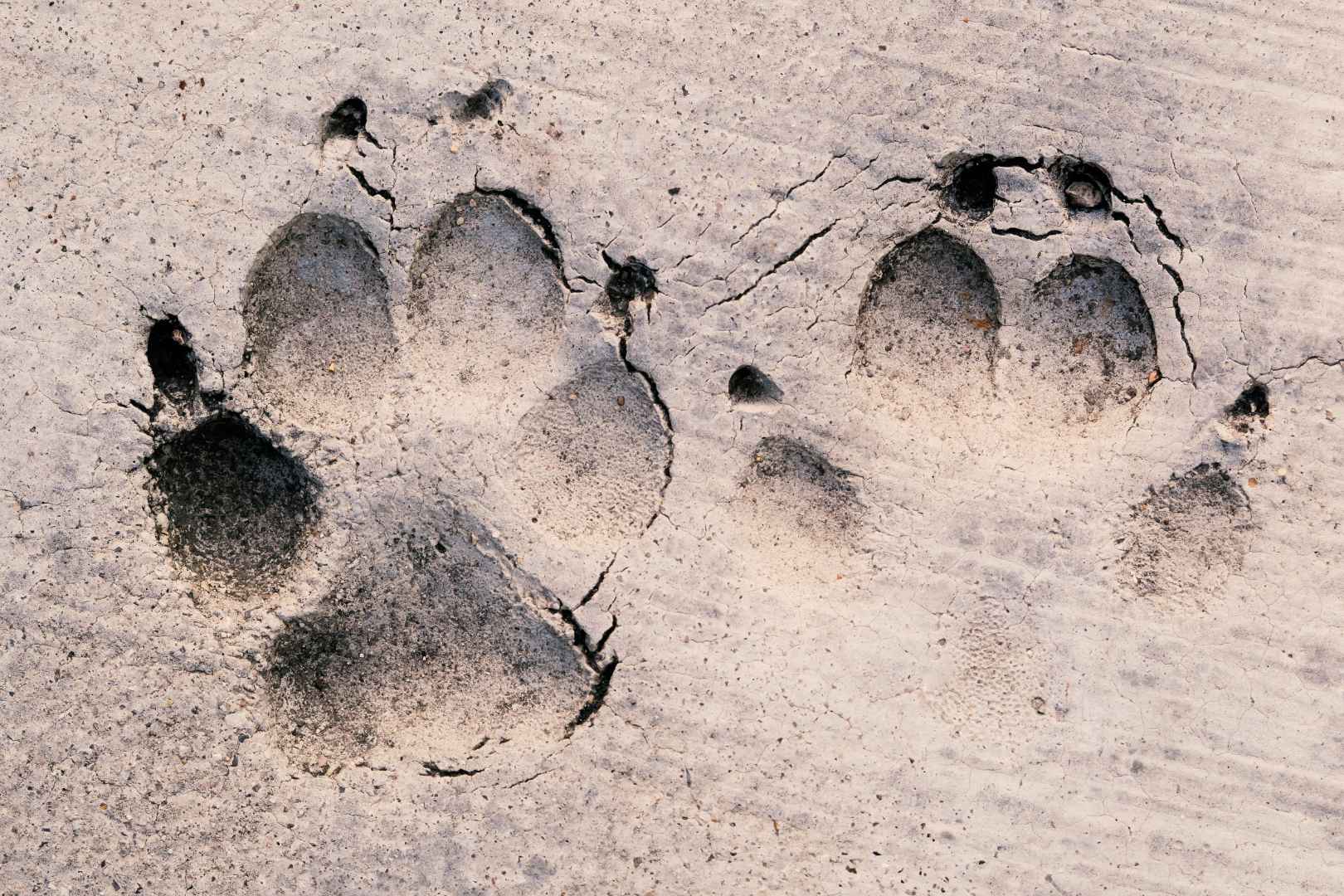 Paw prints