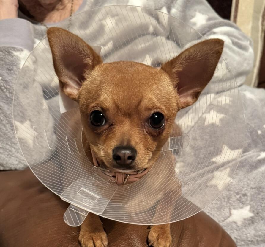 Peggy Buster collar
