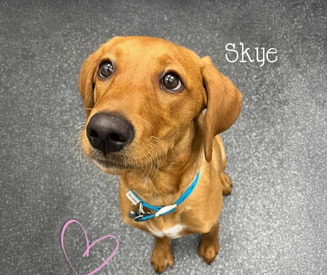 Skye dog