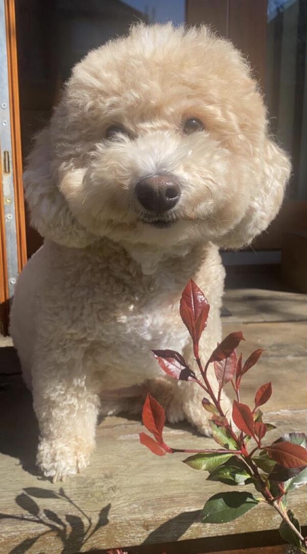 Teddy