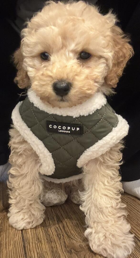 Wally puppy
