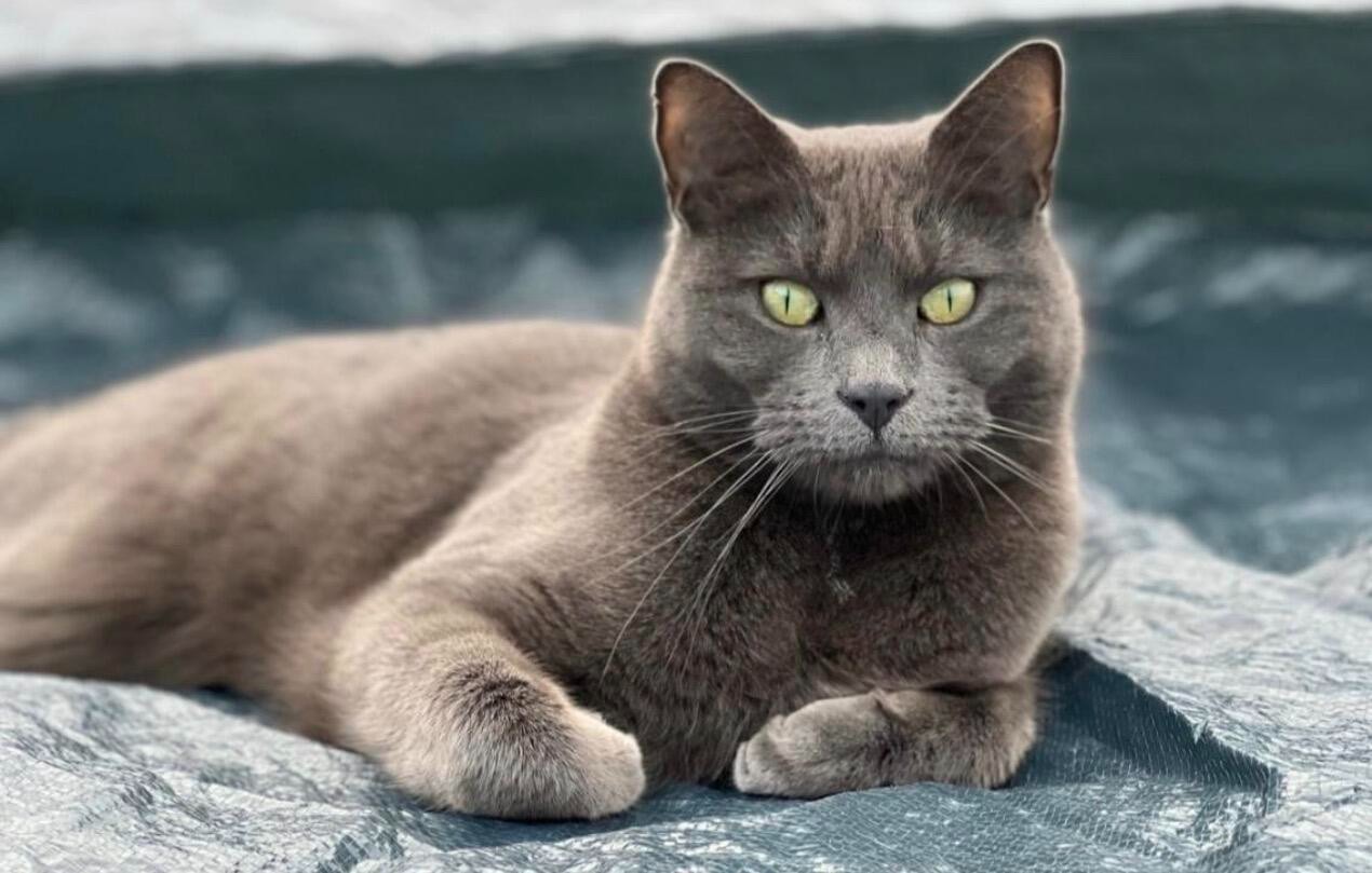 Winston