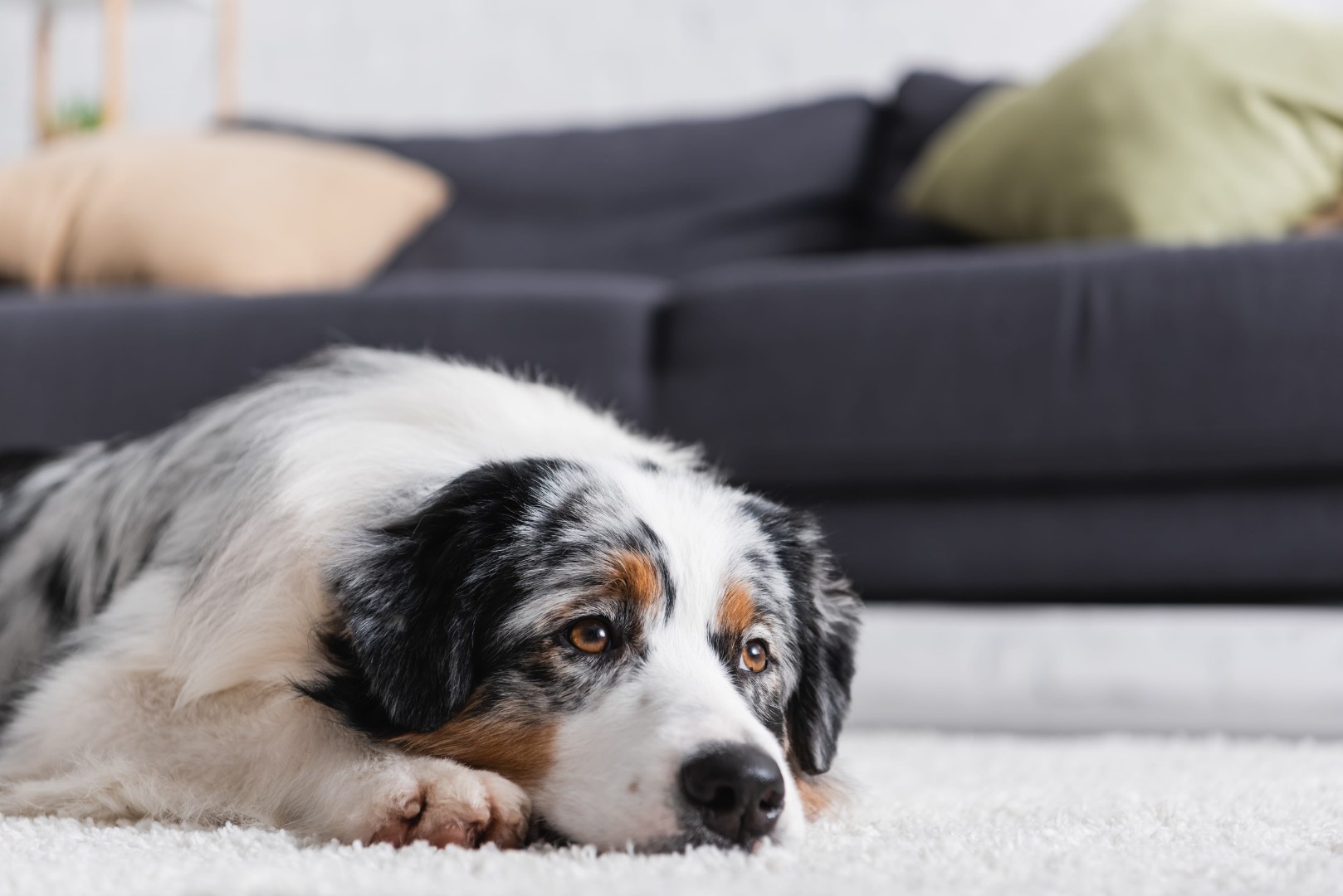 australian shepherd dog