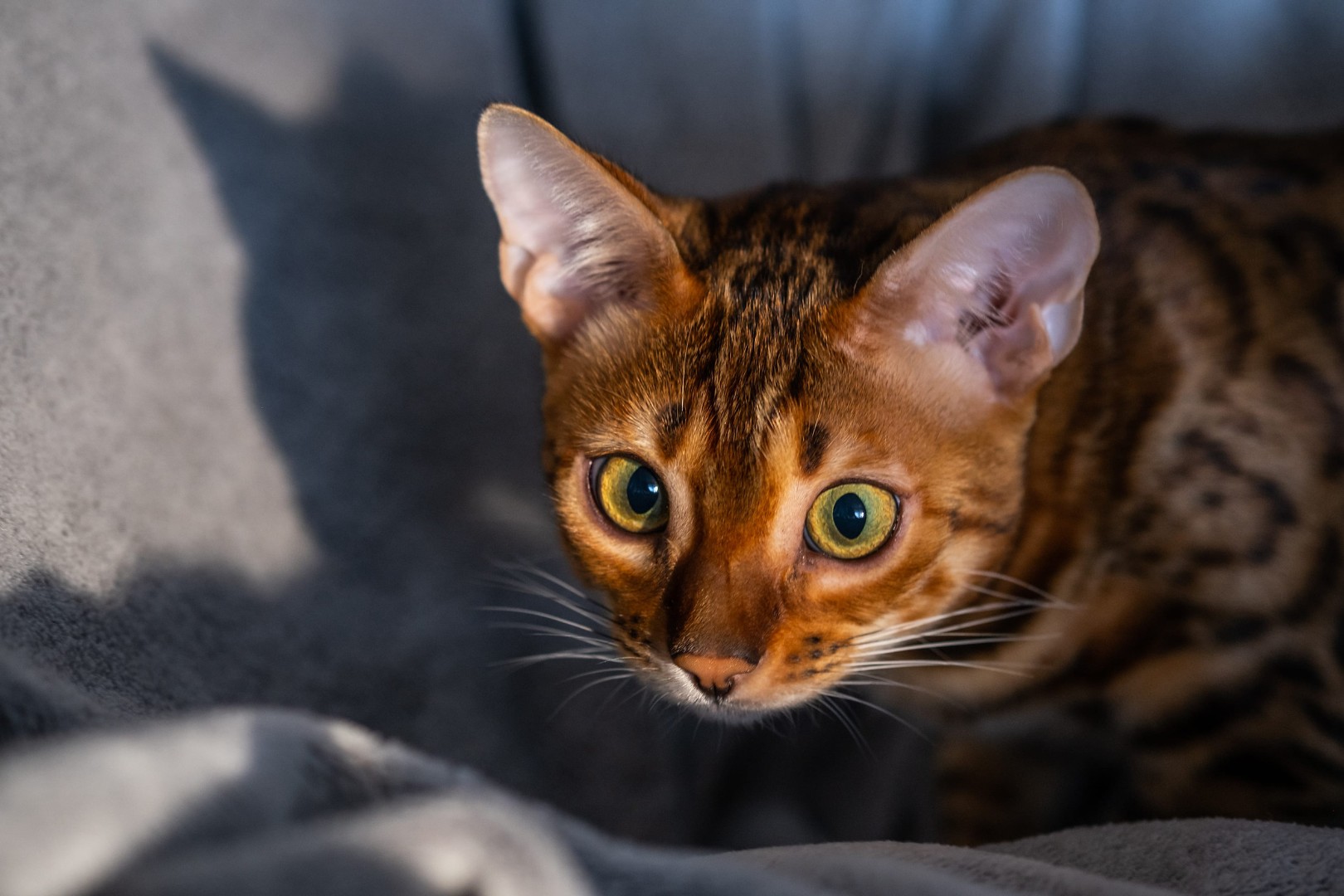 bengal cat