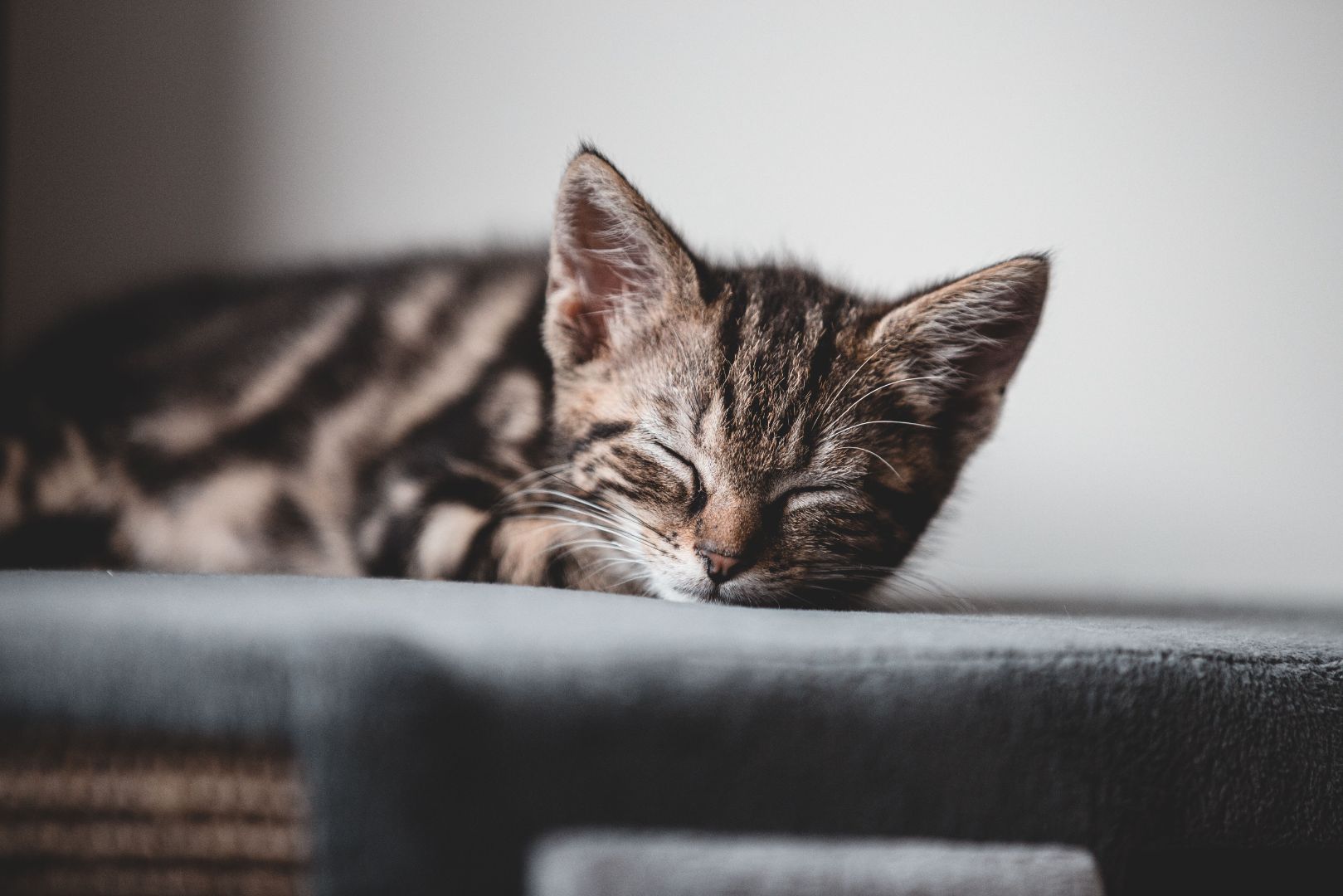 black and brown cat