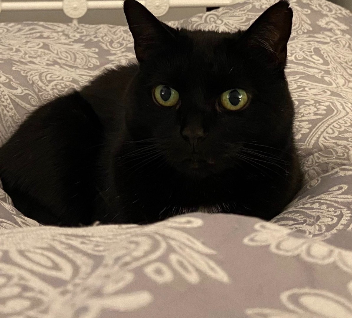 black cat sitting on bed