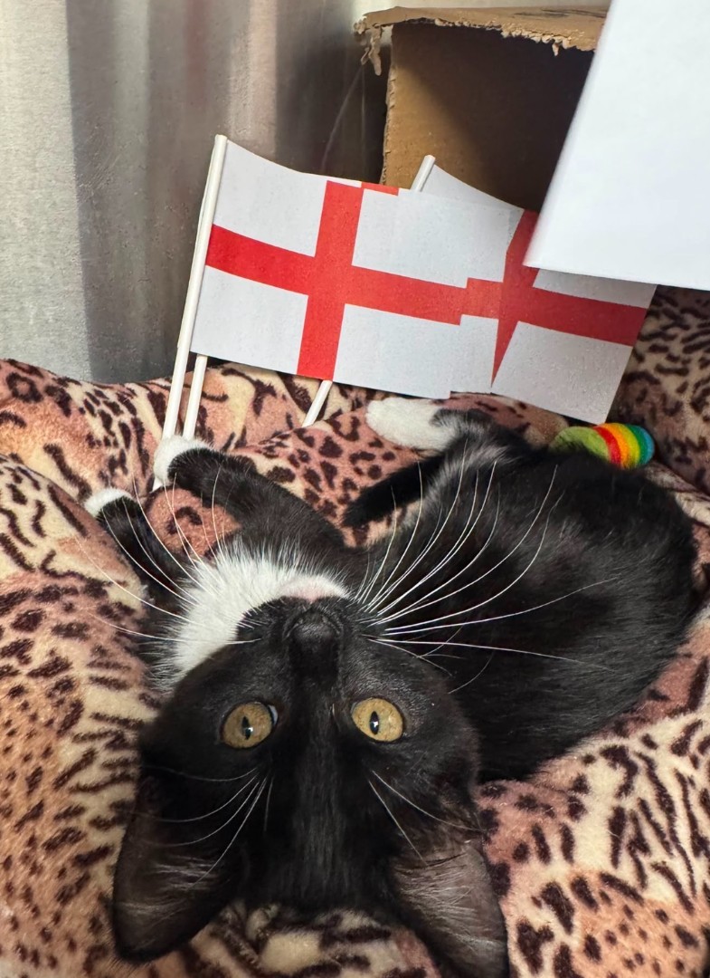 black cat with flags