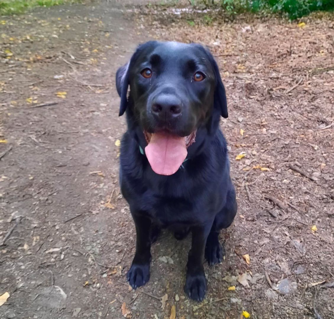 black dog