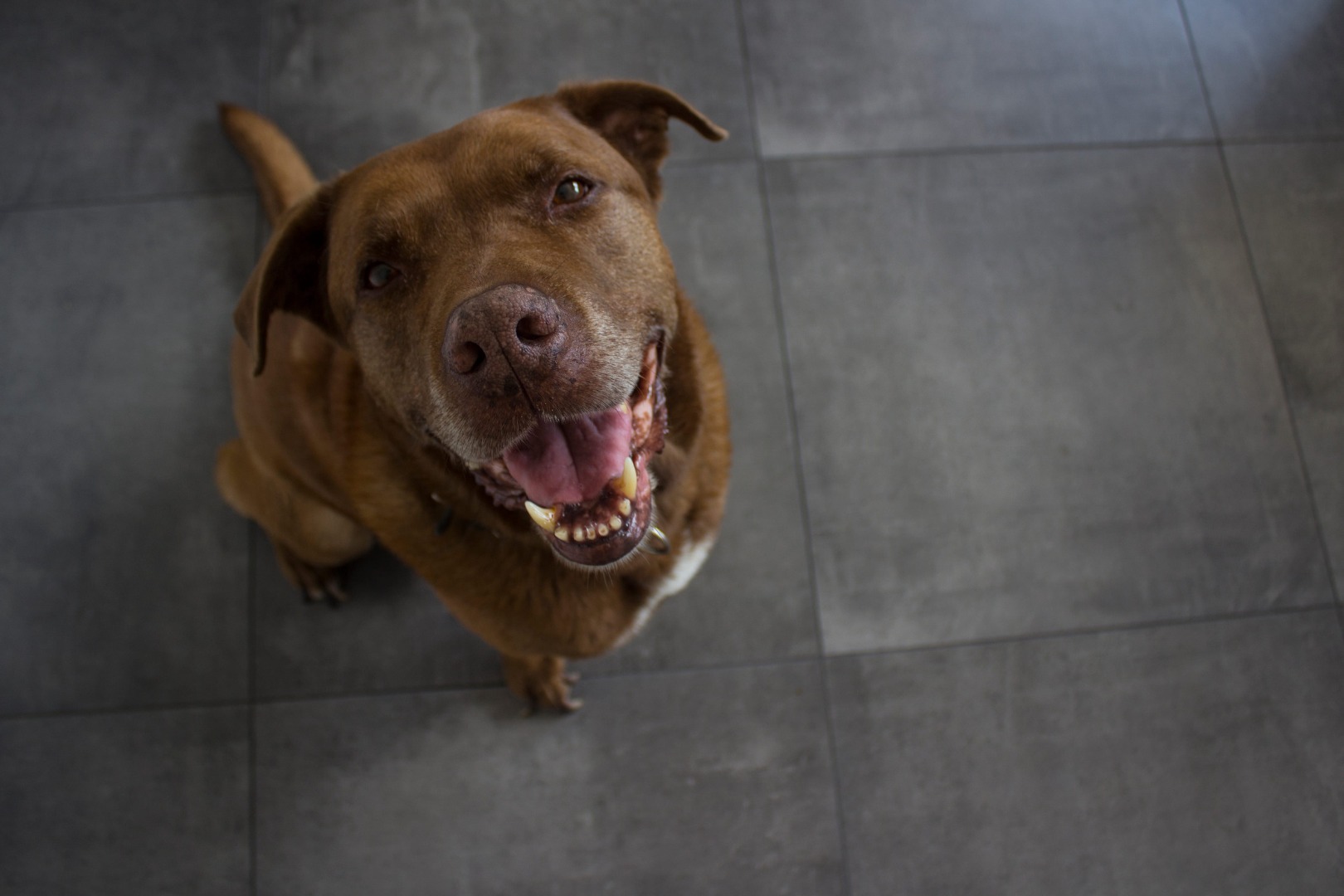 brown dog