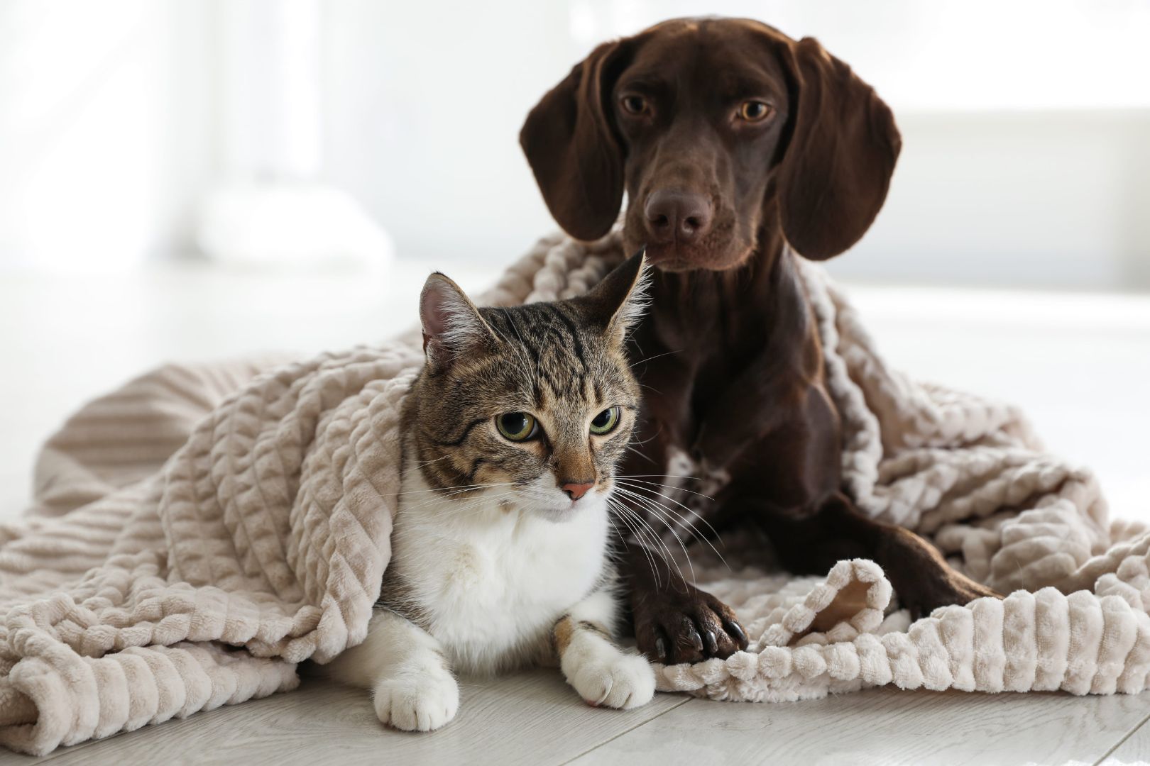 cat and dog together under plaid
