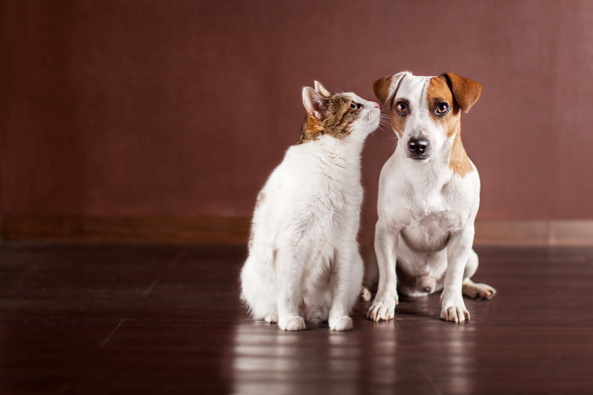 cat sniffing a dog
