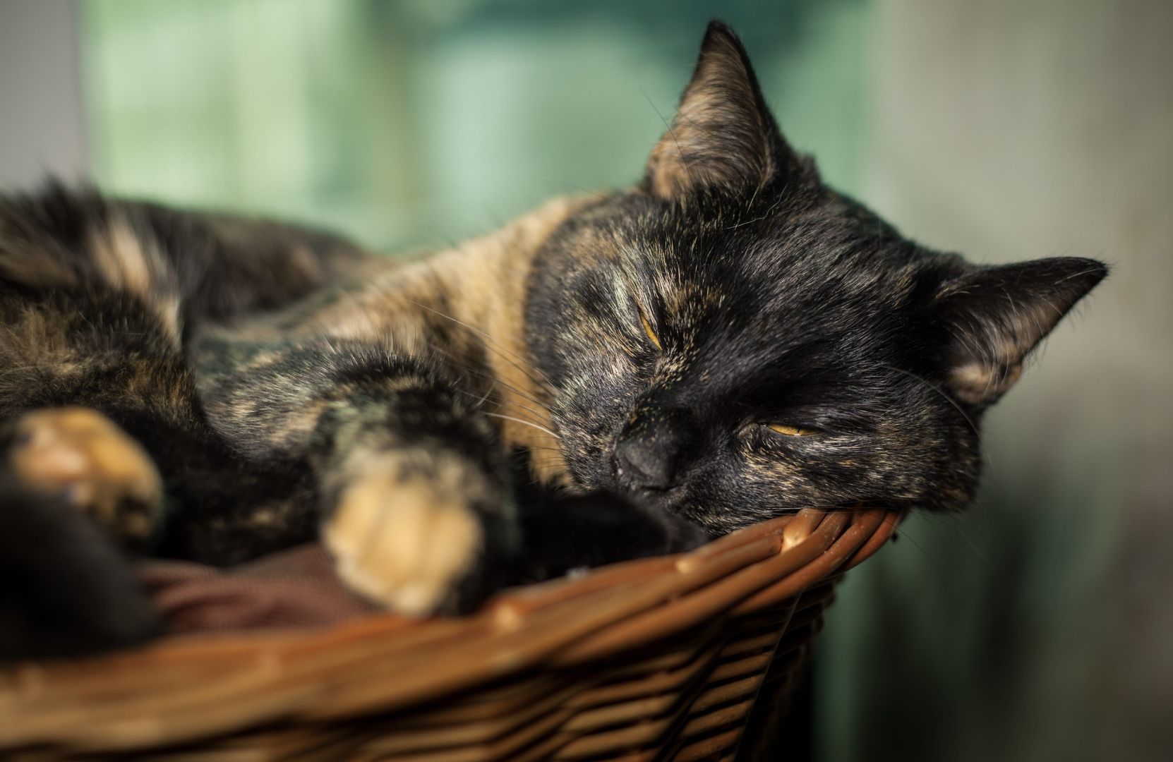 cute tortoiseshell cat