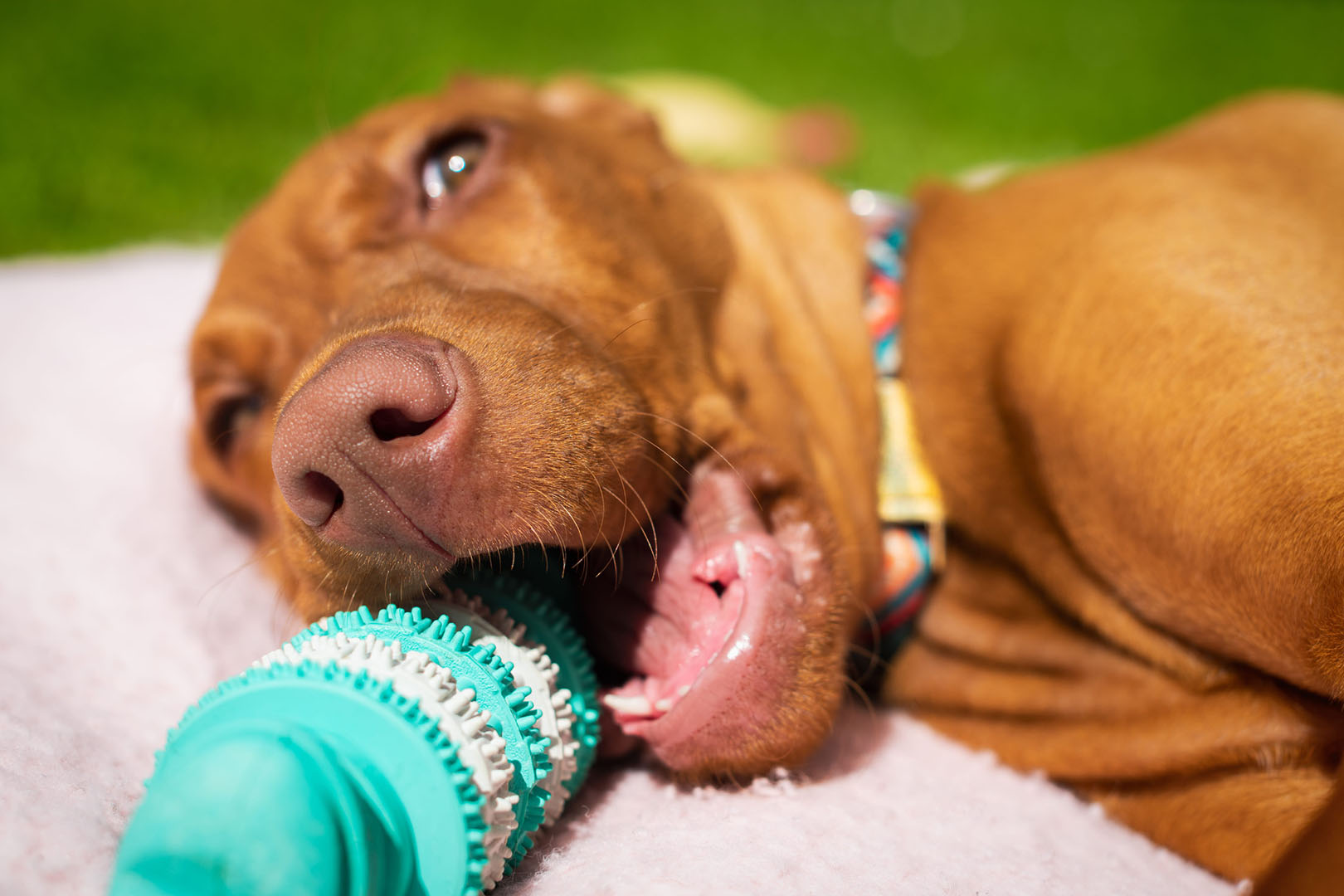 cute vizsla puppy
