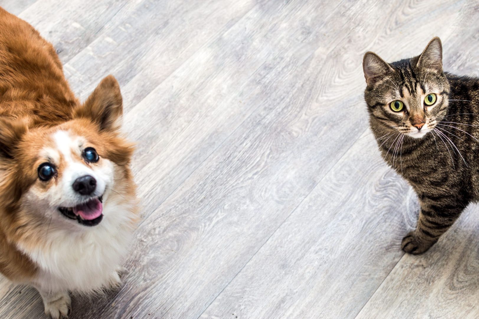 dog and cat looking up
