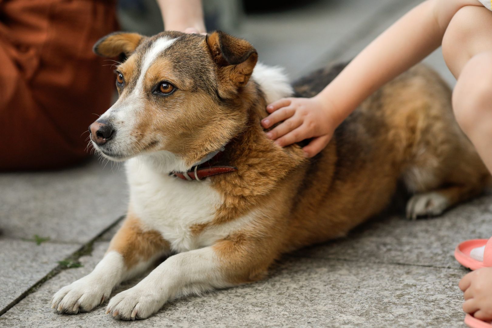 dog laying down being stroked