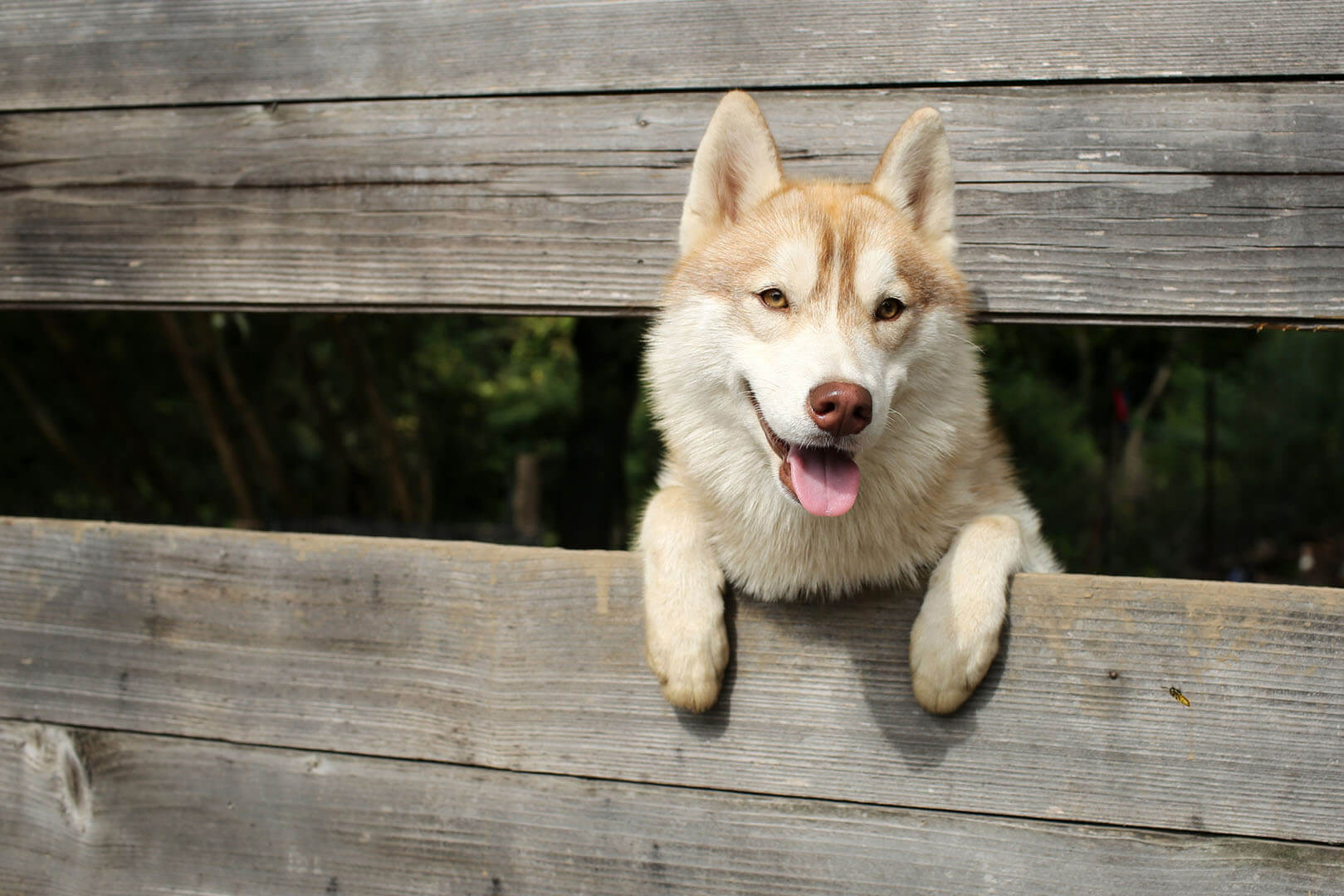 dog looking through fence 1