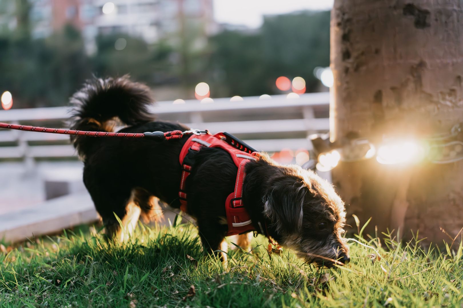 dog on lead outside