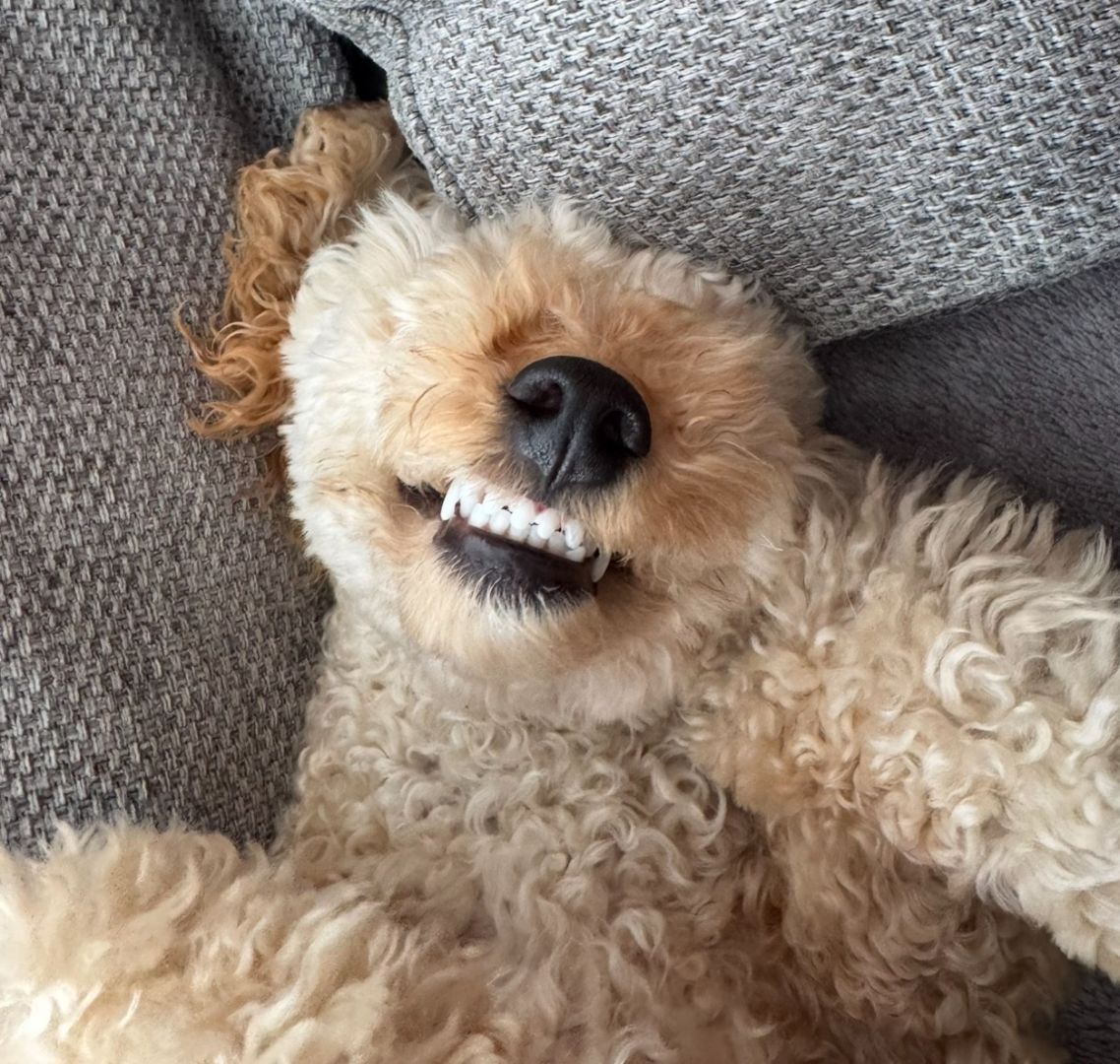 dog smiling