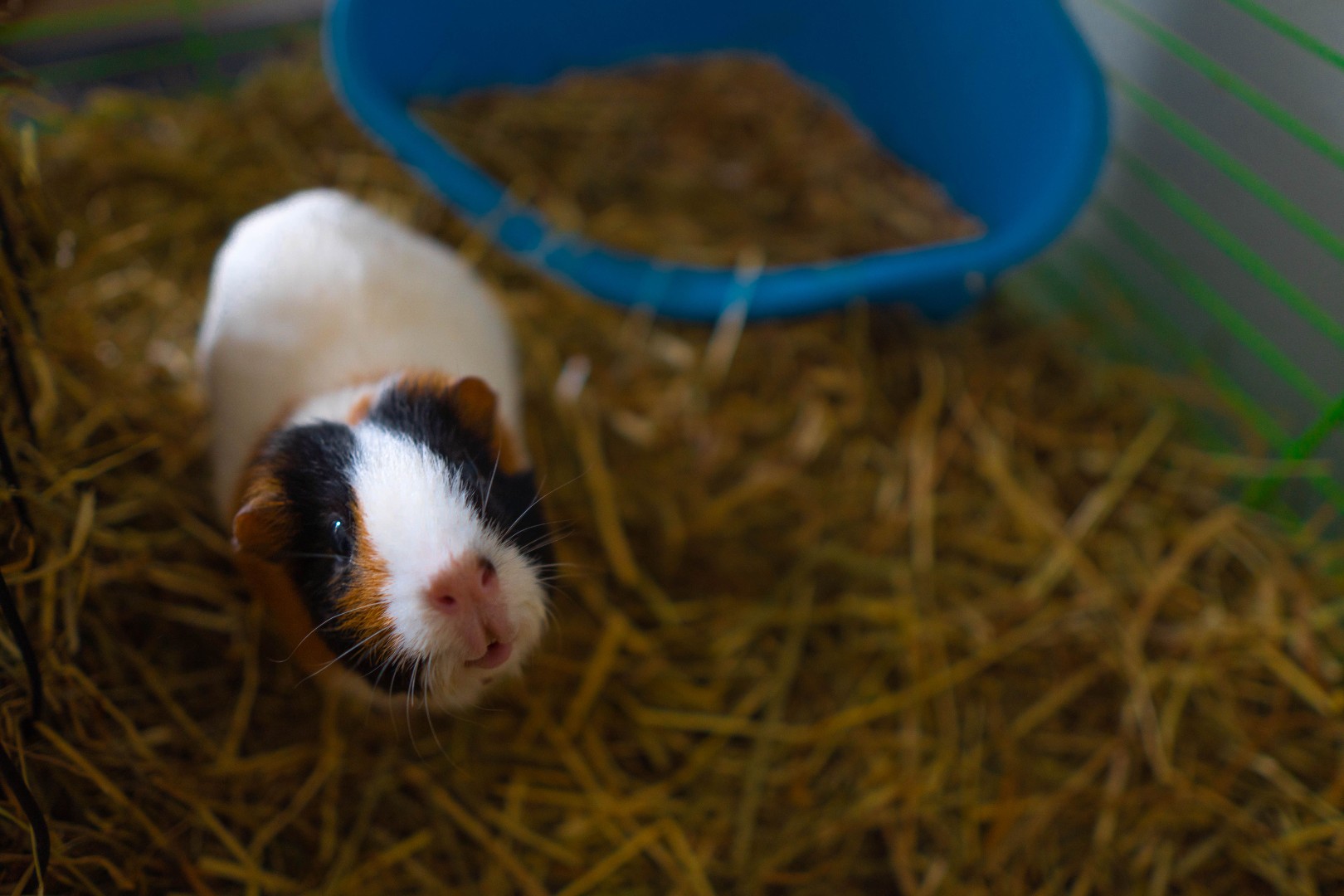 guinea pig at home