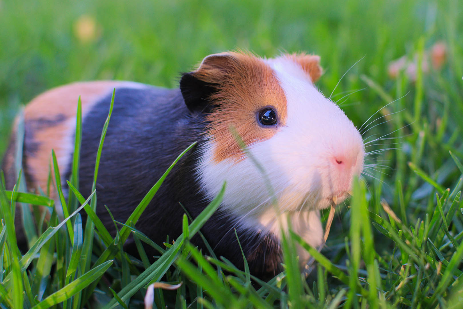guinea pig in the grass