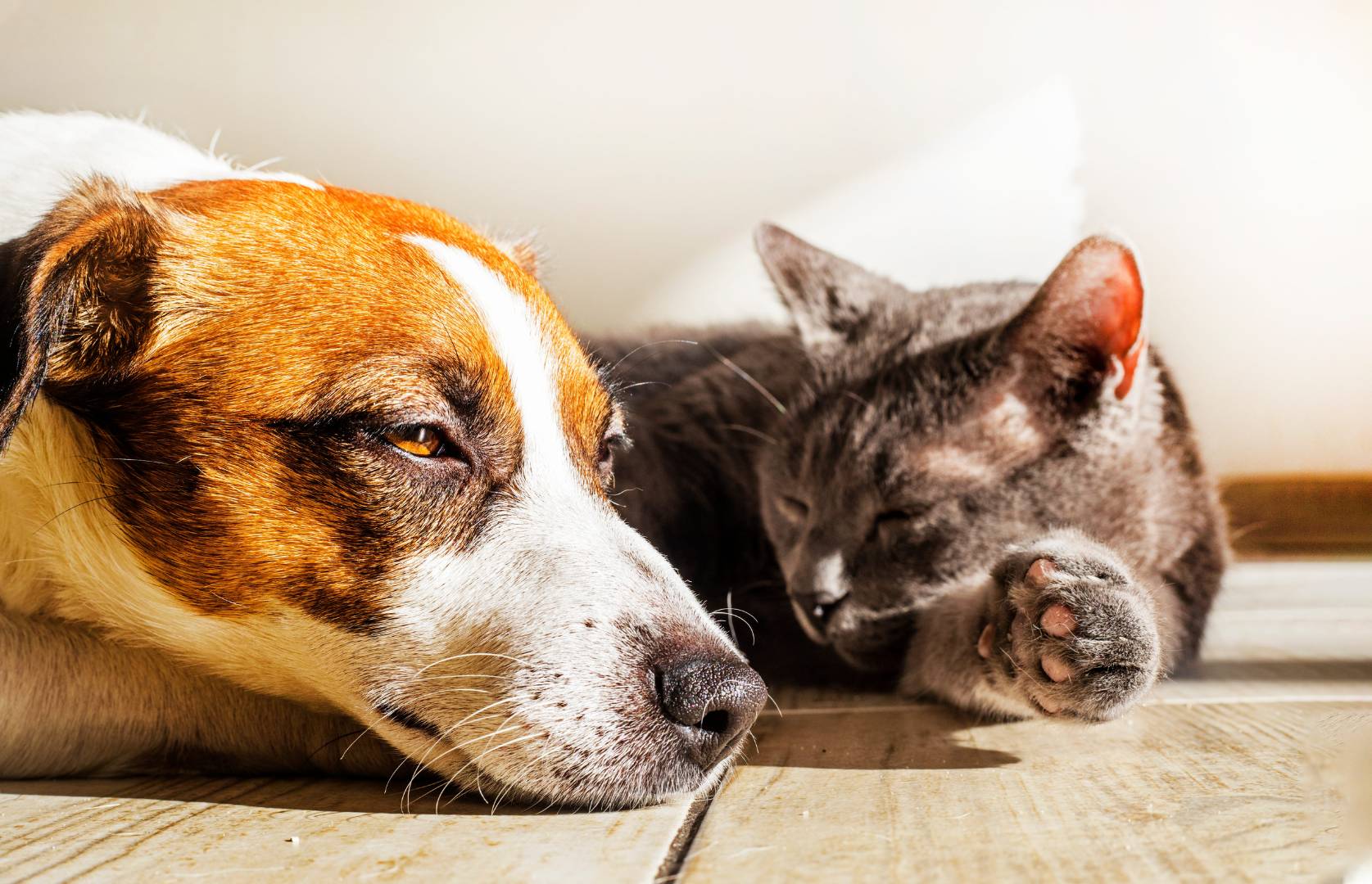 jack russell and gray cat