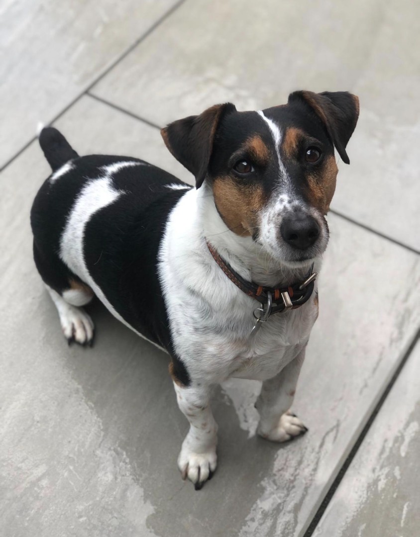 jack russell dog