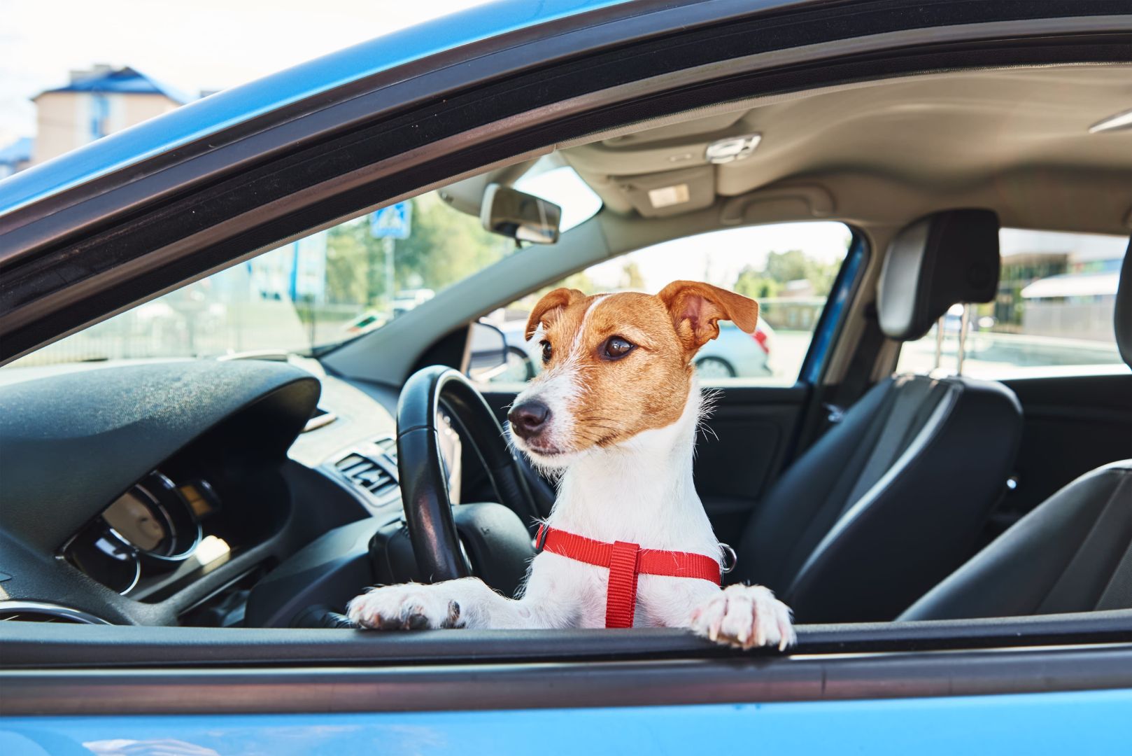 jack russell in car