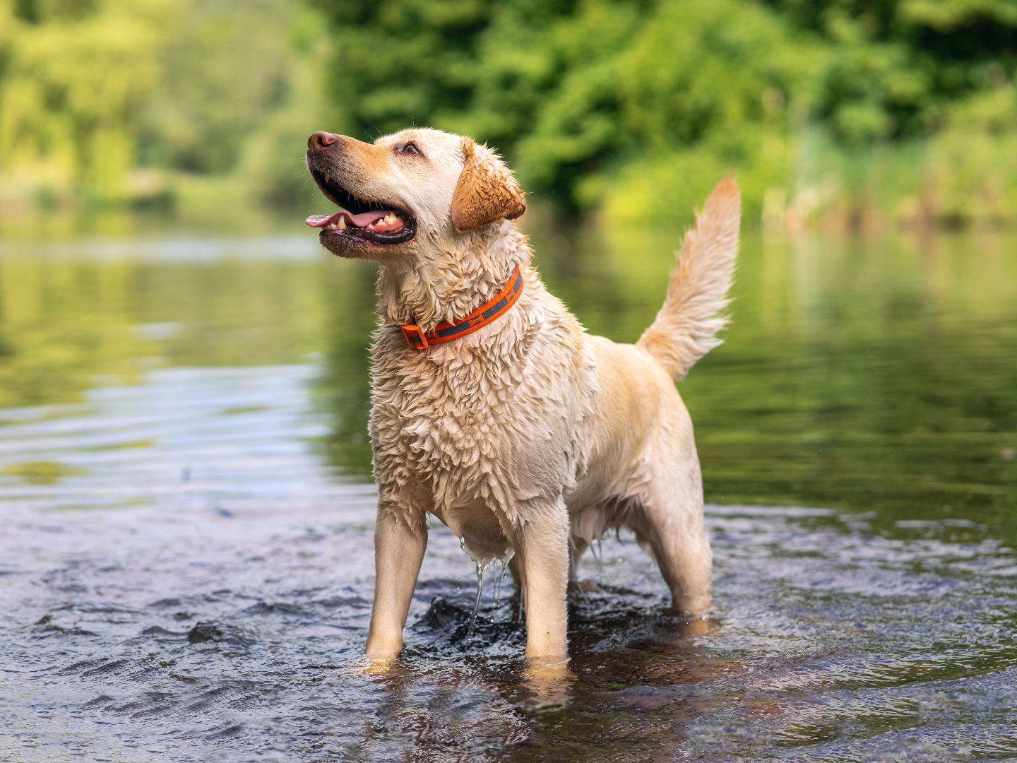 labrador retriever in river
