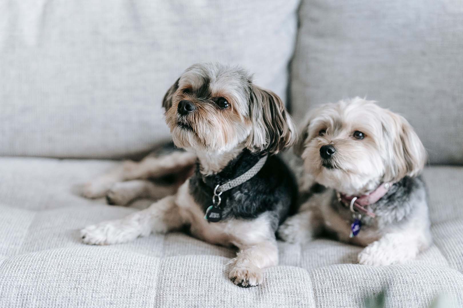 mokie dog on sofa
