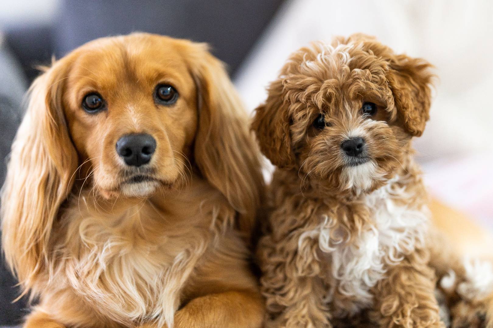photo of dogs