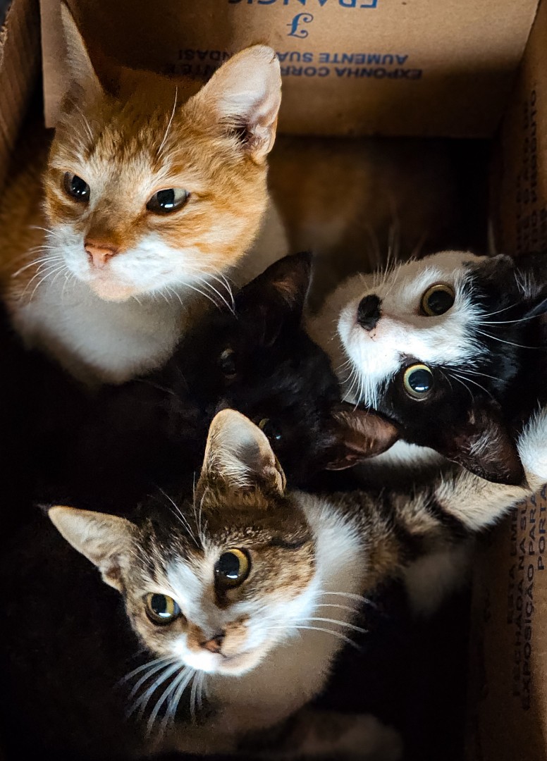 playful group of cats in a box