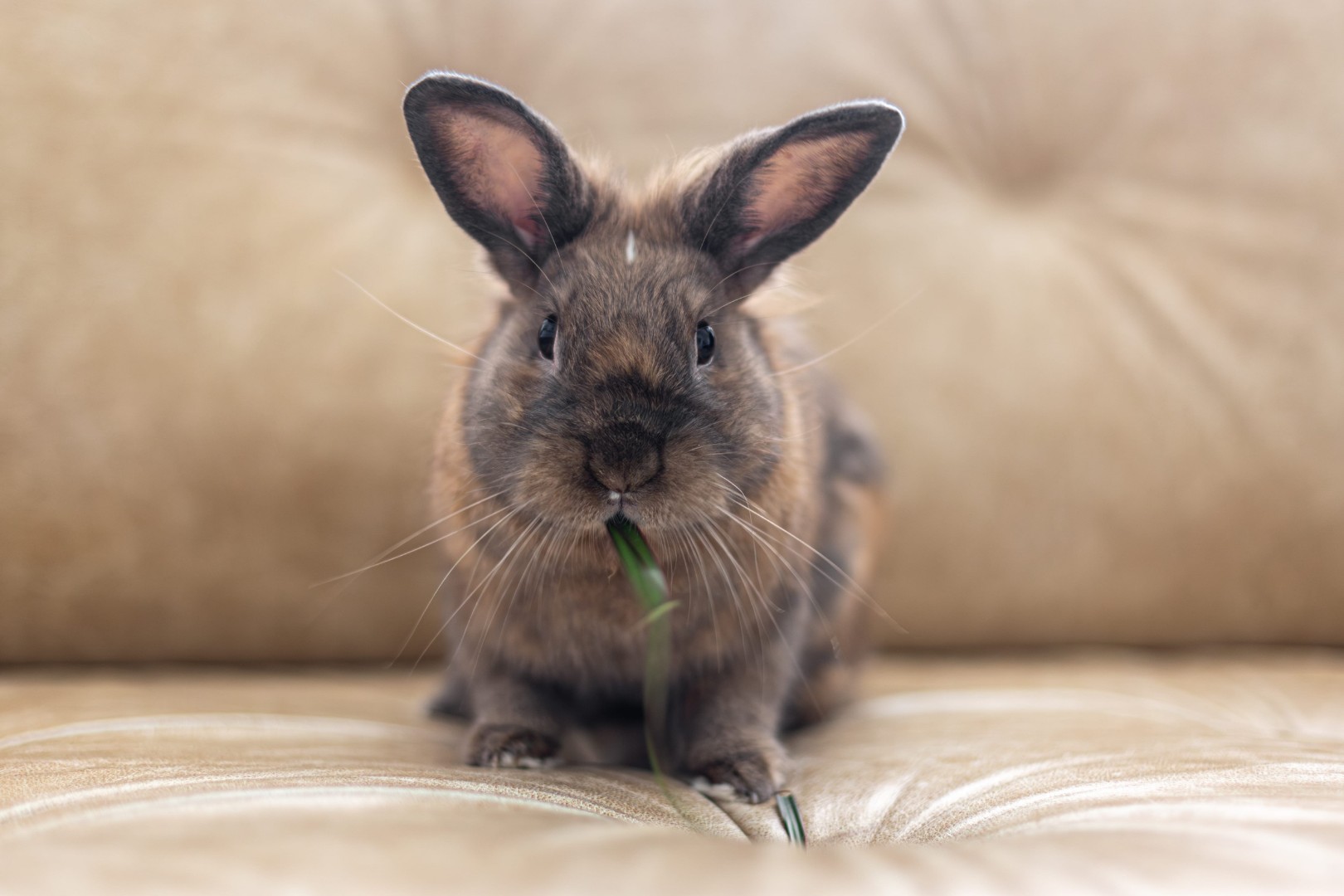 red rabbit on the couch