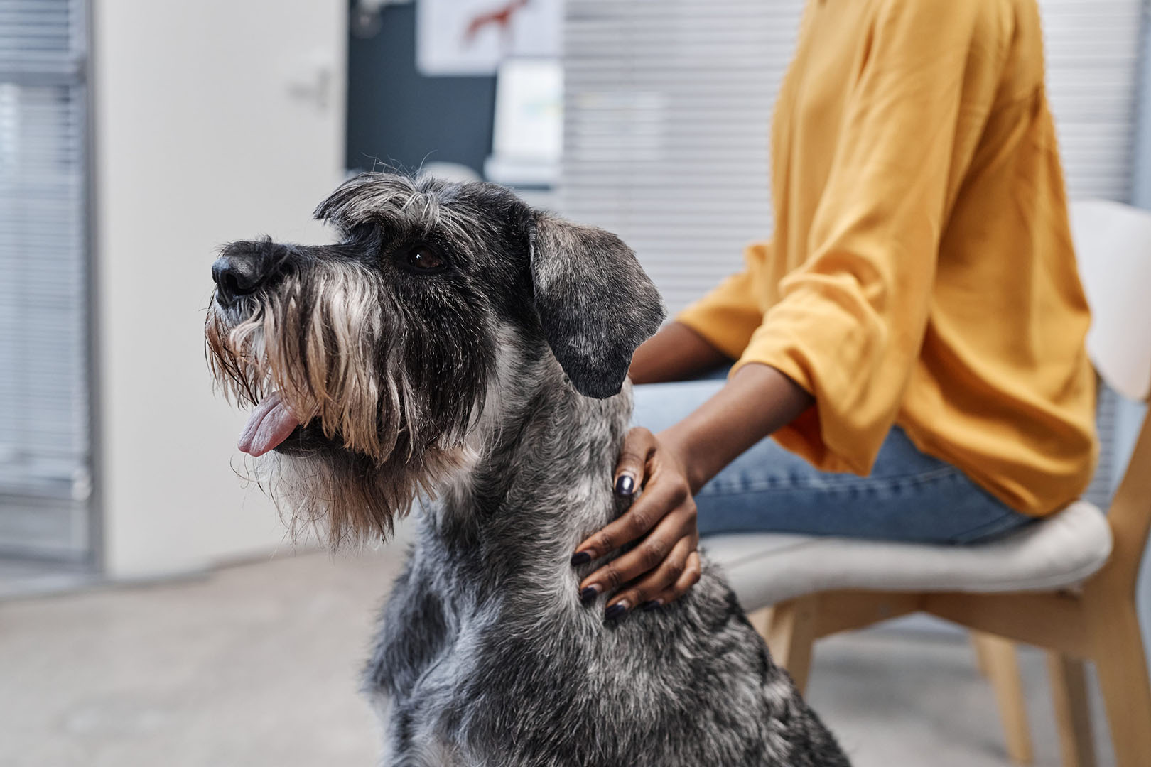 saltandpepper schnauzer dog