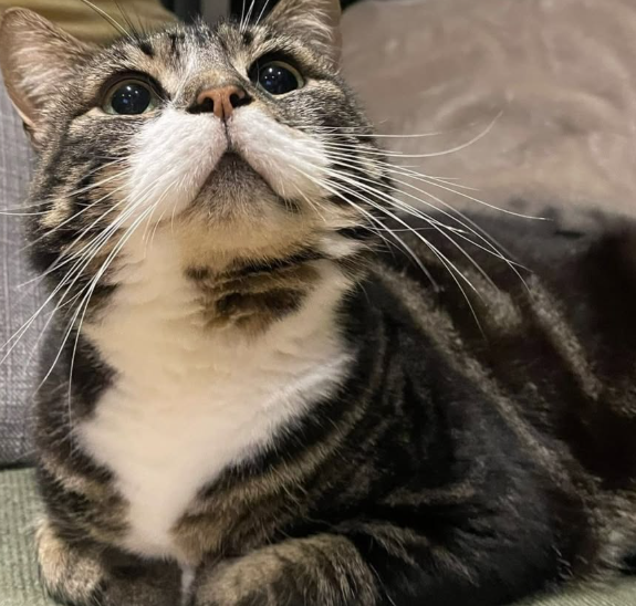 short haired tabby
