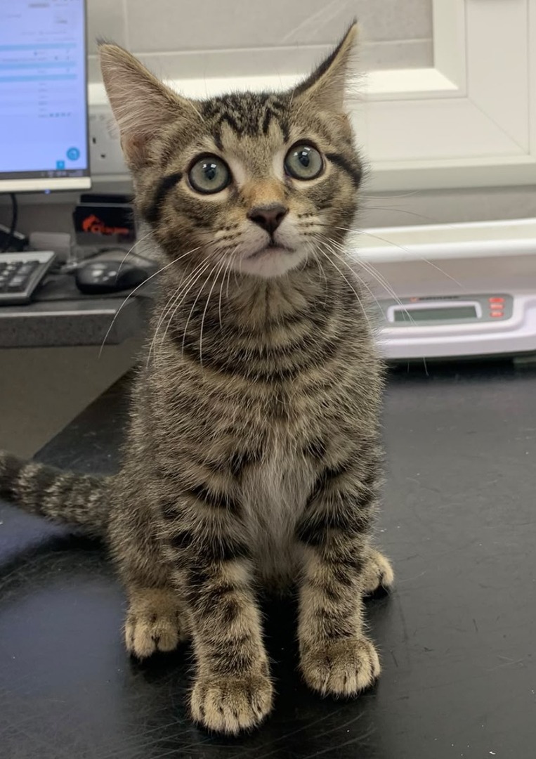 tabby kitten
