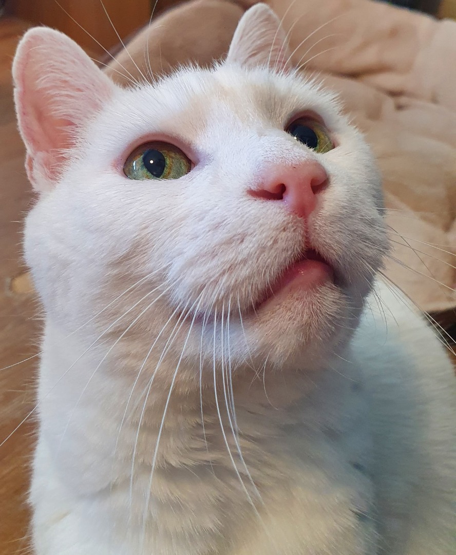 white cat with green eyes