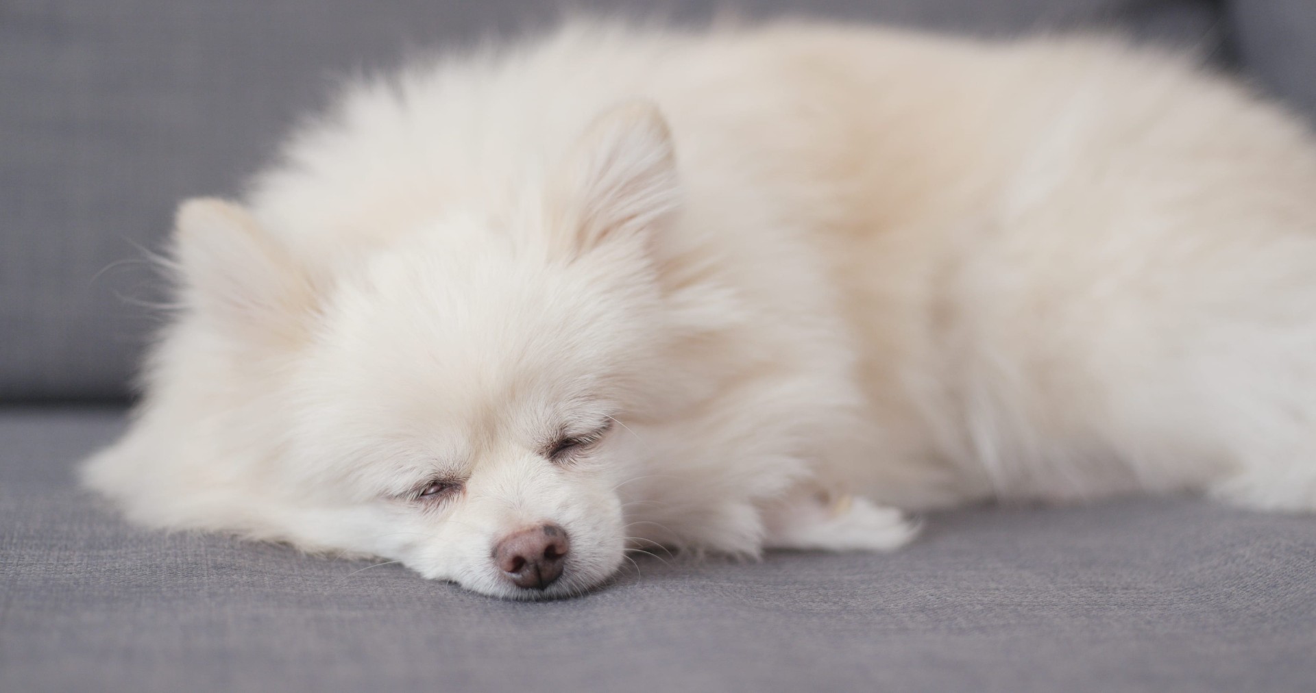 white pomeranian dog sleep