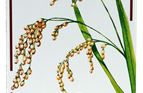 Organic Carnaroli Rice