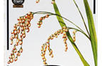 organic black rice