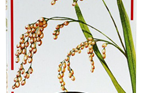 organic red rice