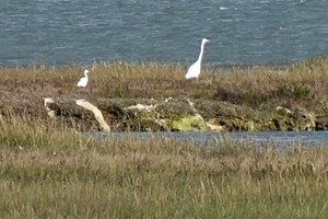 Little Egret - Egretta garzetta
Great Egret - Ardea alba