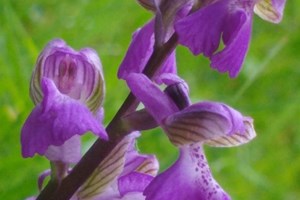 Green winged Orchid Chidham - xmas 2020 Helen Dignum