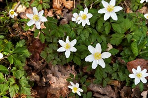 West Dean March 2025