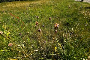 Cobnor 20/5/2025
