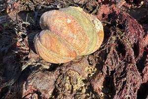 Rock Pooling Aldwick March 2025