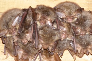 Banner - Bats project