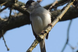 Blackcap (Sylvia atricapilla)