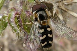 Hoverfly - Syrphidae